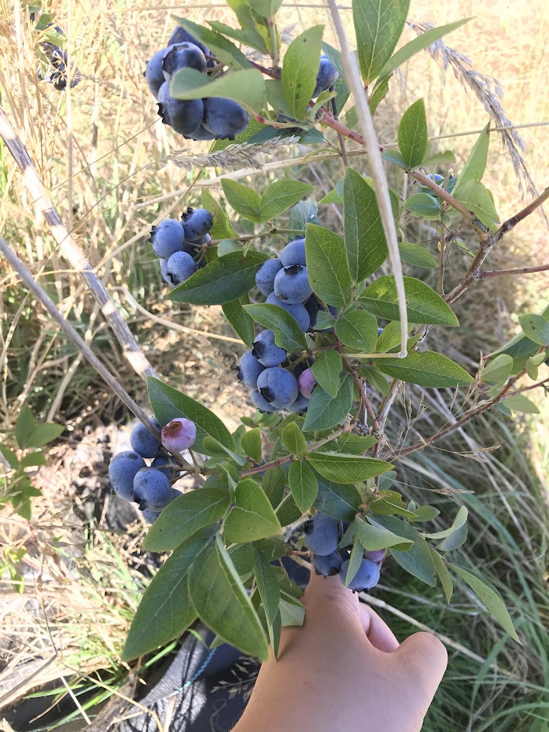 Haslam Creek Berry Farm