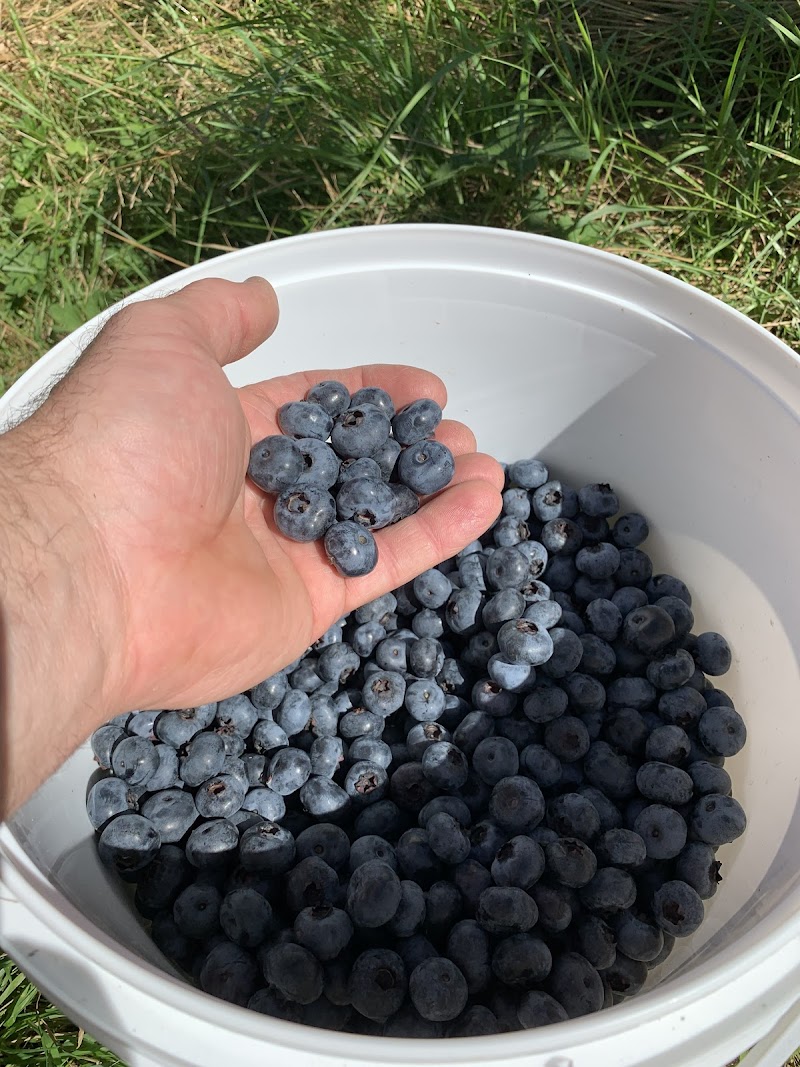 Haslam Creek Berry Farm 2