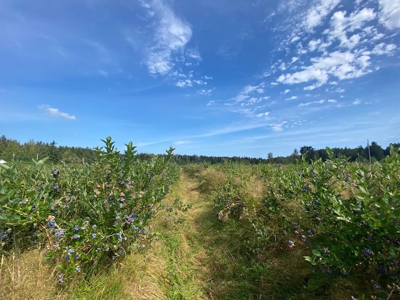 Haslam Creek Berry Farm 3