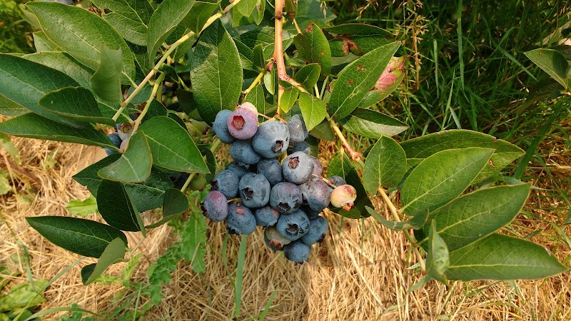 Haslam Creek Berry Farm 4
