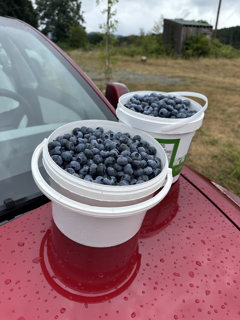 Haslam Creek Berry Farm 5