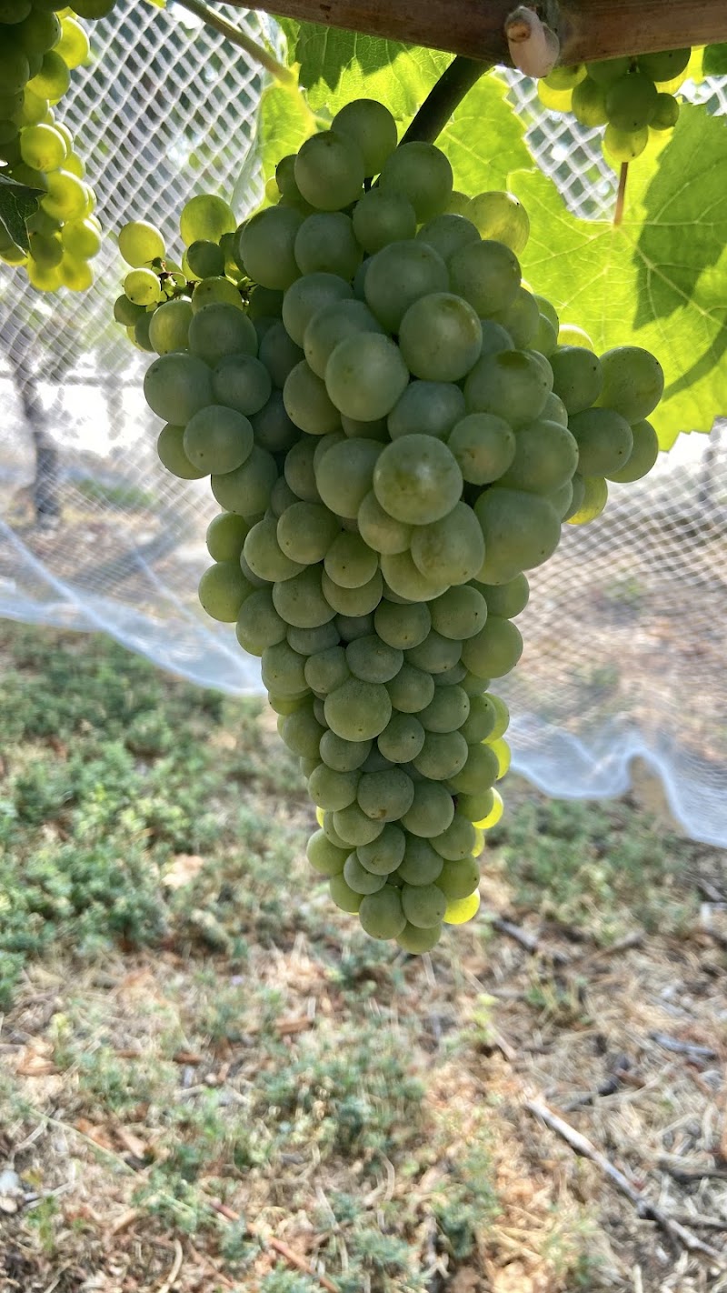 Heidi's Peak Estate Vineyard Limited 3