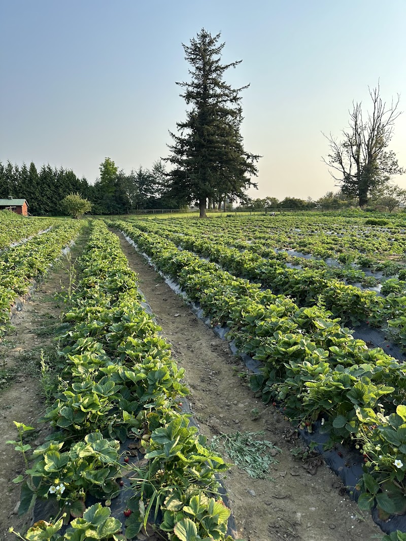 Hiwa Farm 5