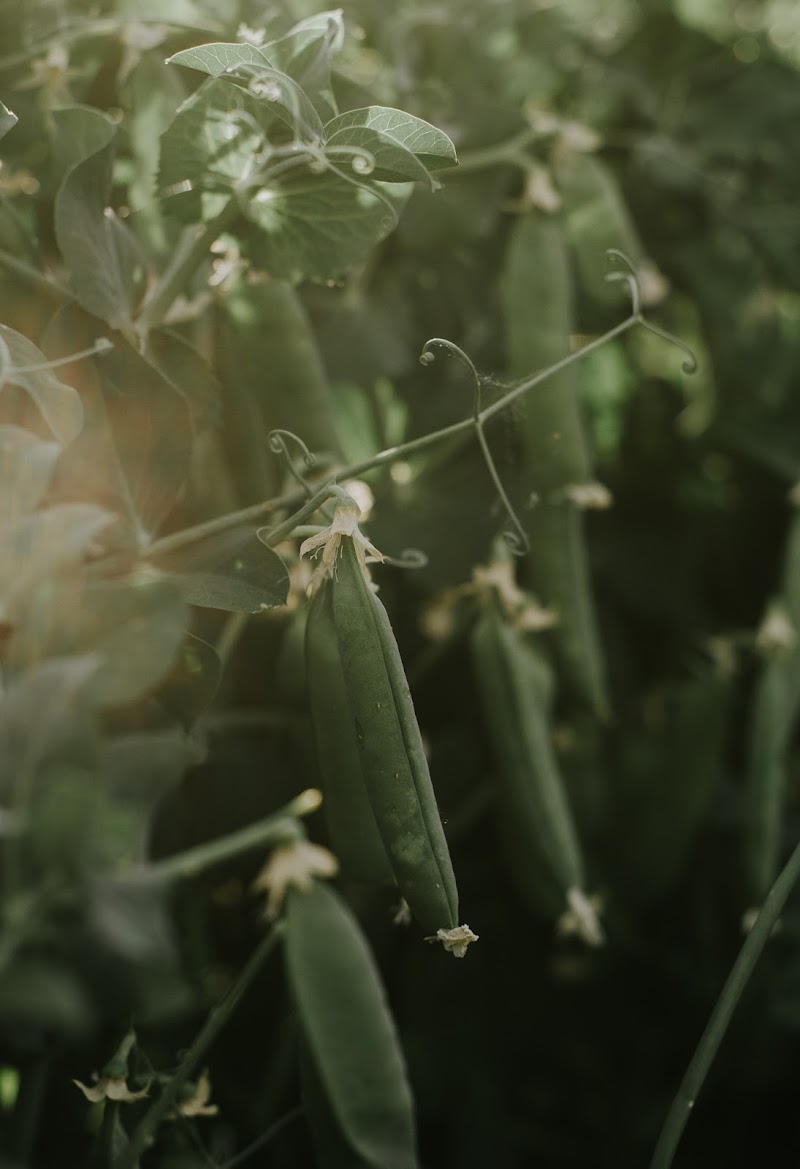 Honest Food Farm 2