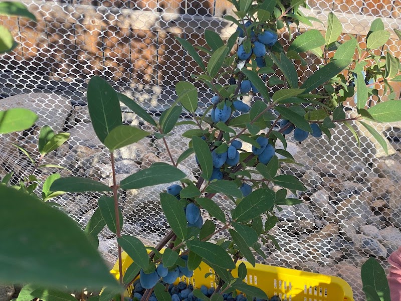 Honeyberry Acres