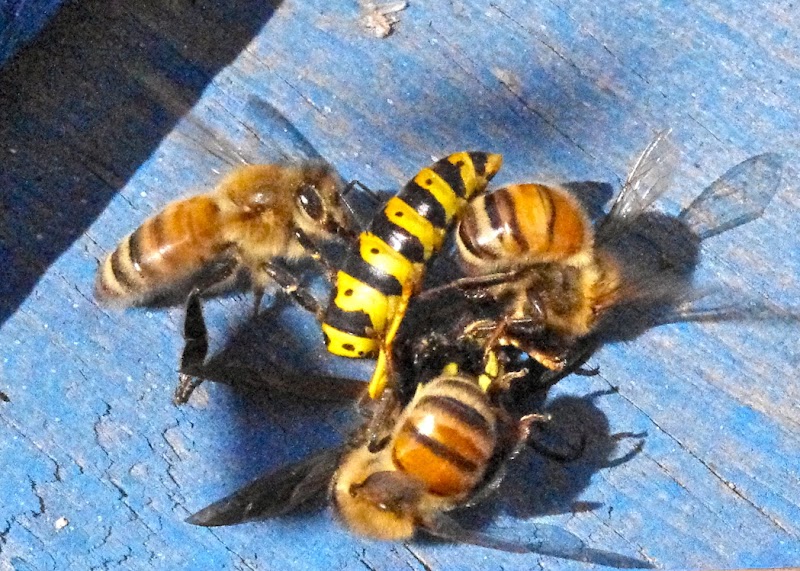 Hunter Honey 4