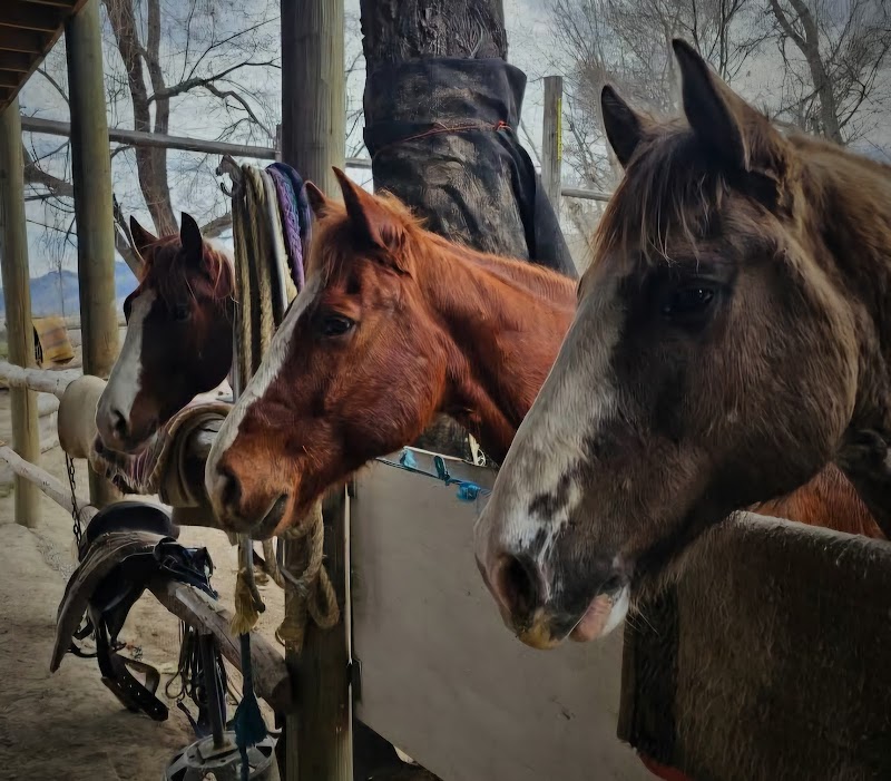 Indian Grove Riding Stables 4