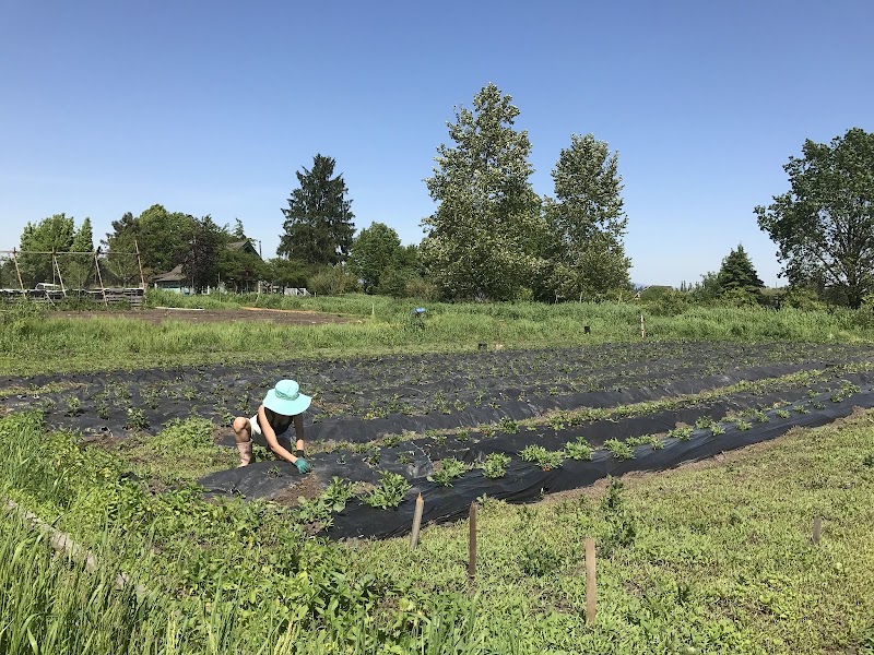 Japonica Environment Farm Ltd 3