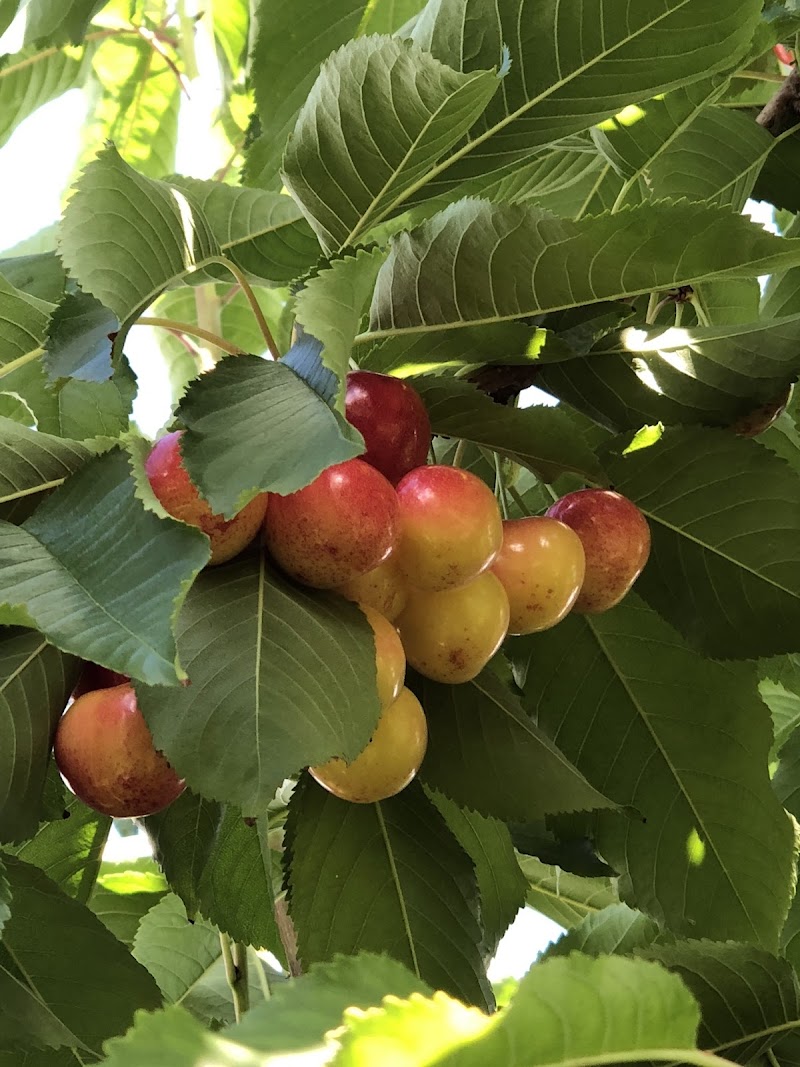 K & P Farm and Fruitstand 2