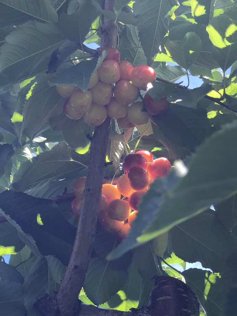K & P Farm and Fruitstand 5