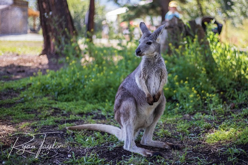 Kangaroo Creek Farm