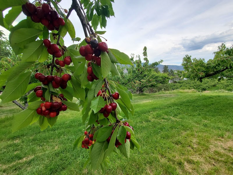Keenan's U-Pick Cherries 4