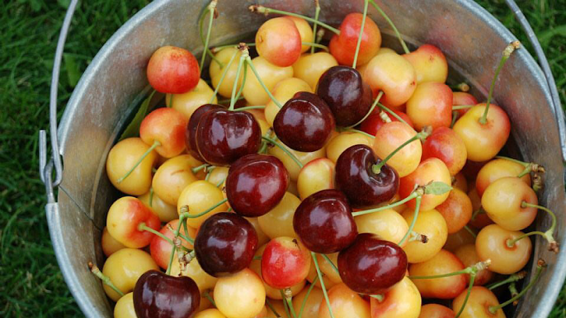 Kempf Orchard 1