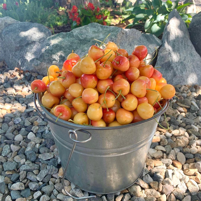 Kempf Orchard 2