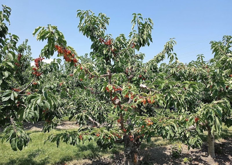 Kempf Orchard