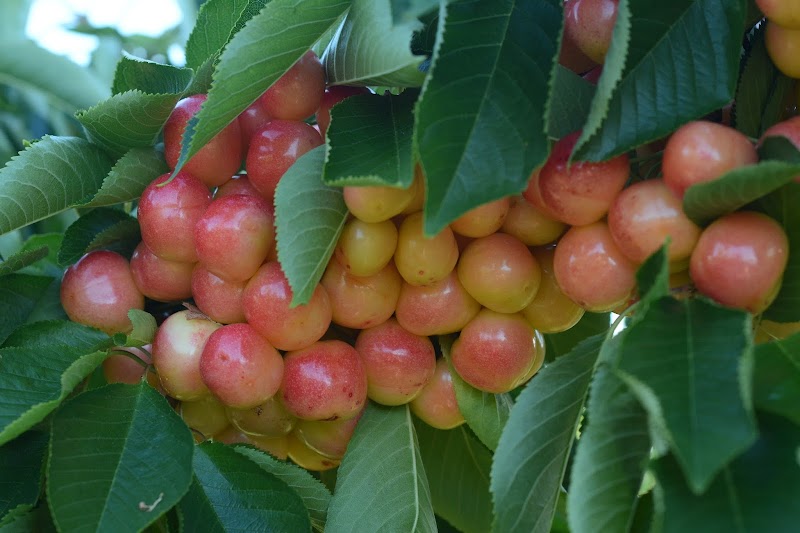 Kempf Orchard 4