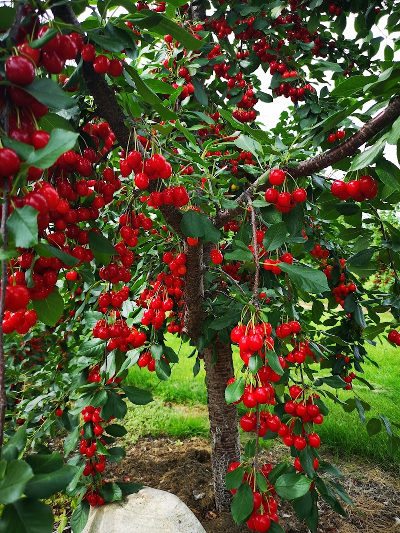 Kempf Orchard 5