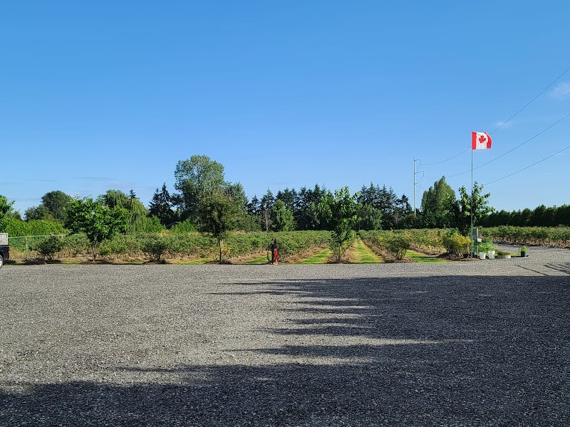 Khaira blueberry farm