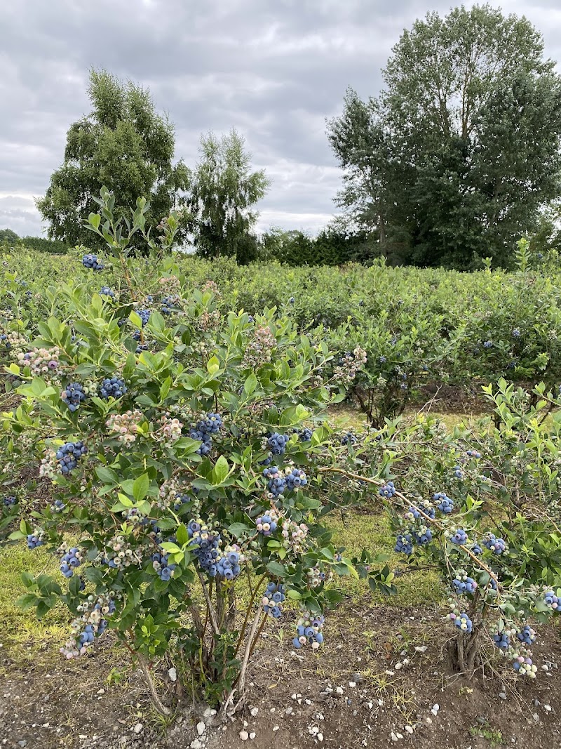 Khaira blueberry farm 2