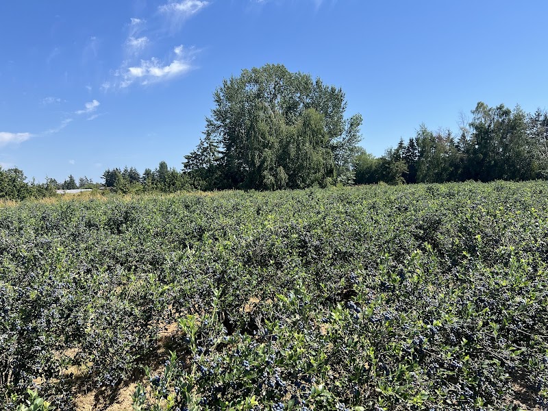 Khaira blueberry farm 3