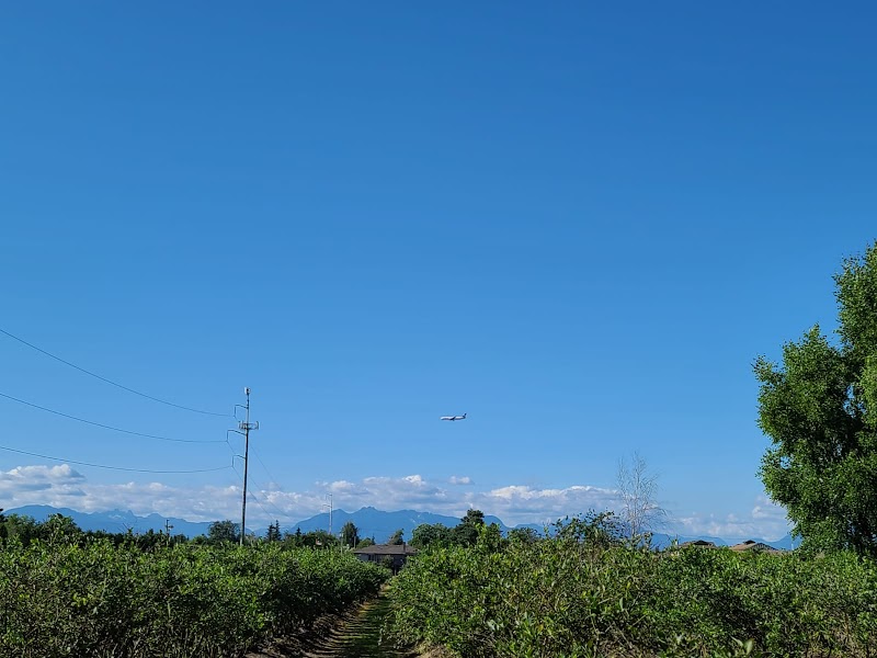 Khaira blueberry farm 5