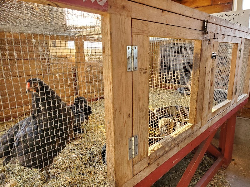Laity Pumpkin Patch and Corn Mazes (North) 4