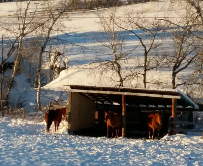 Lazy F D Ranches & Hay Sales Ltd 4