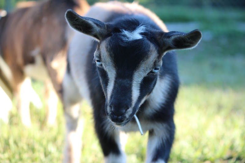 Little Farmers Zoo
