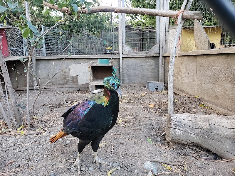 Little Farmers Zoo 2