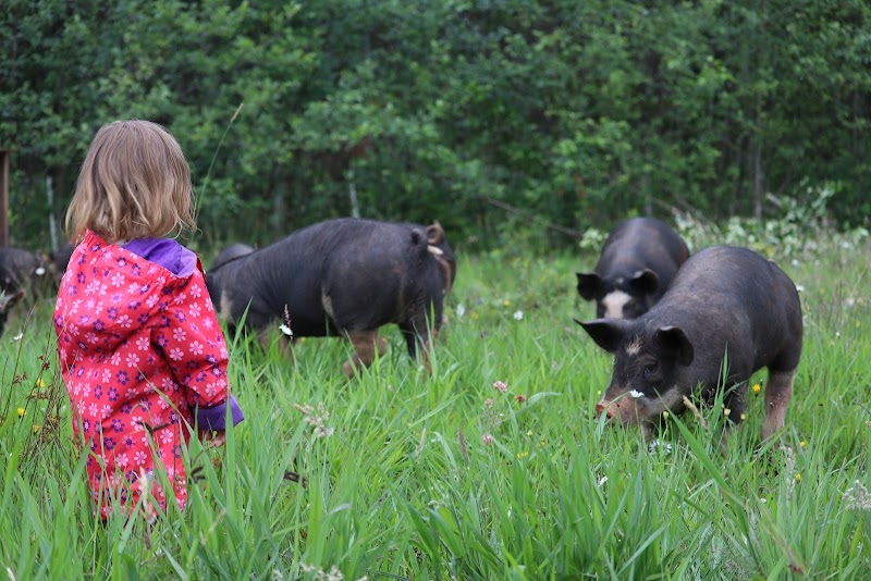 lost savanna farm 4
