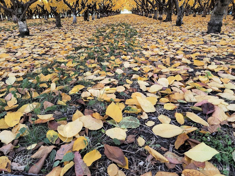 Lual Orchards Ltd 5