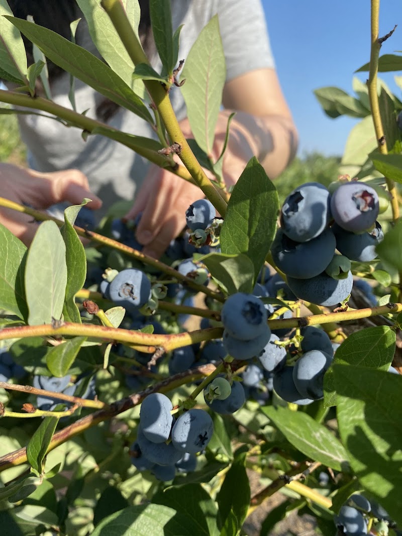 Mahal Berry Farms 2