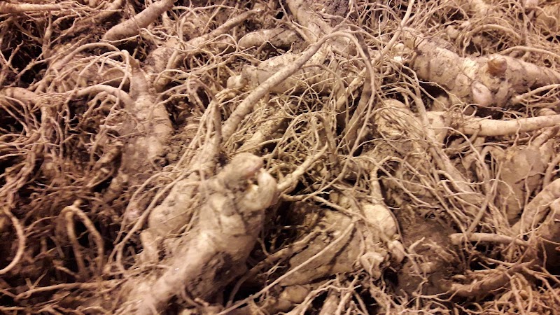 Majestic Ginseng Products Limited 4
