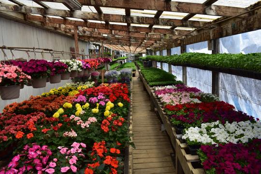 Malhi Farm 2