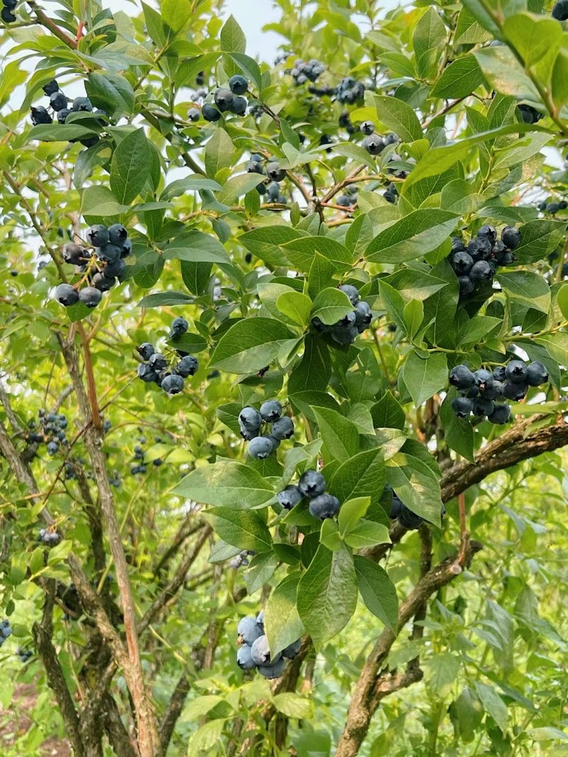 Mangat farms garlic and U-pick blueberries 2