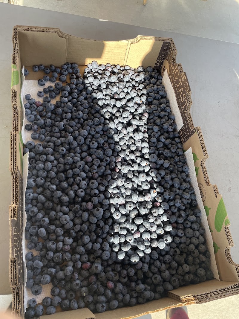 Mangat farms garlic and U-pick blueberries 4