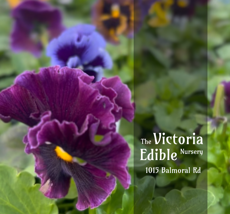 Mason Street Farm & Victoria Edible Nursery 1