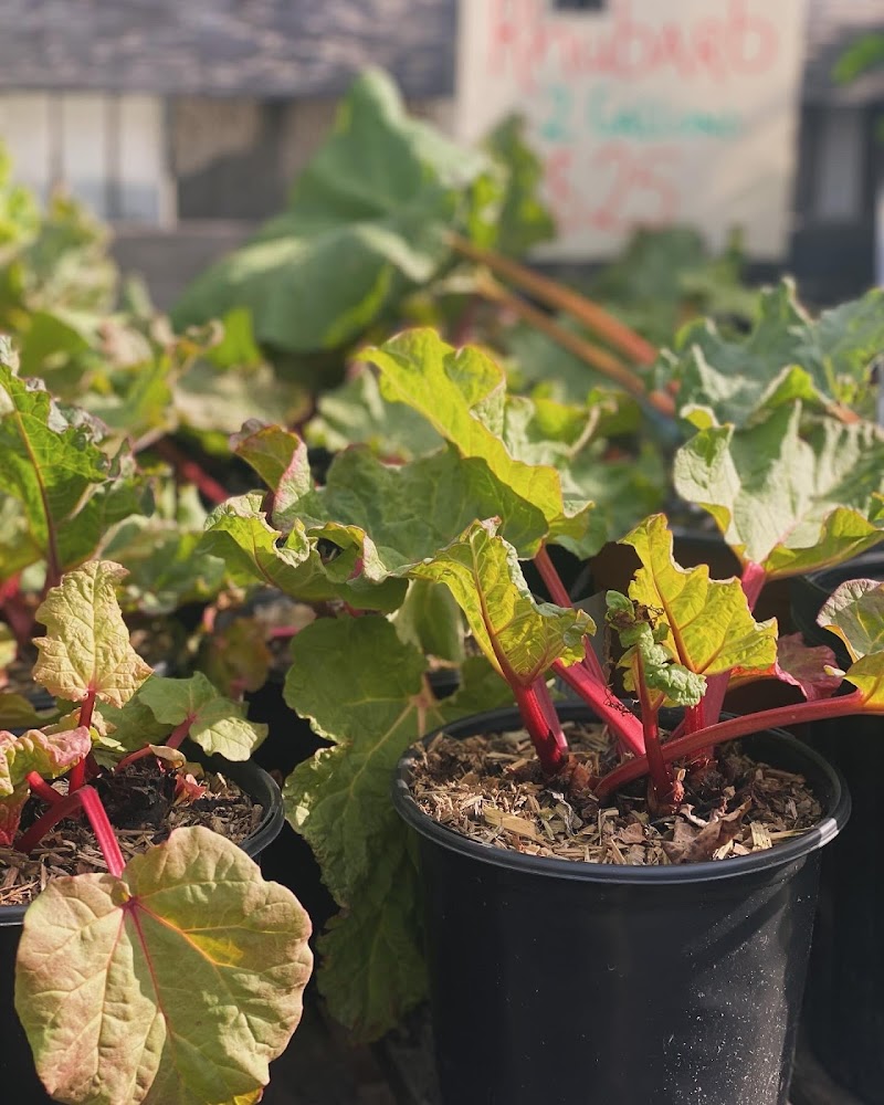 Mason Street Farm & Victoria Edible Nursery 5