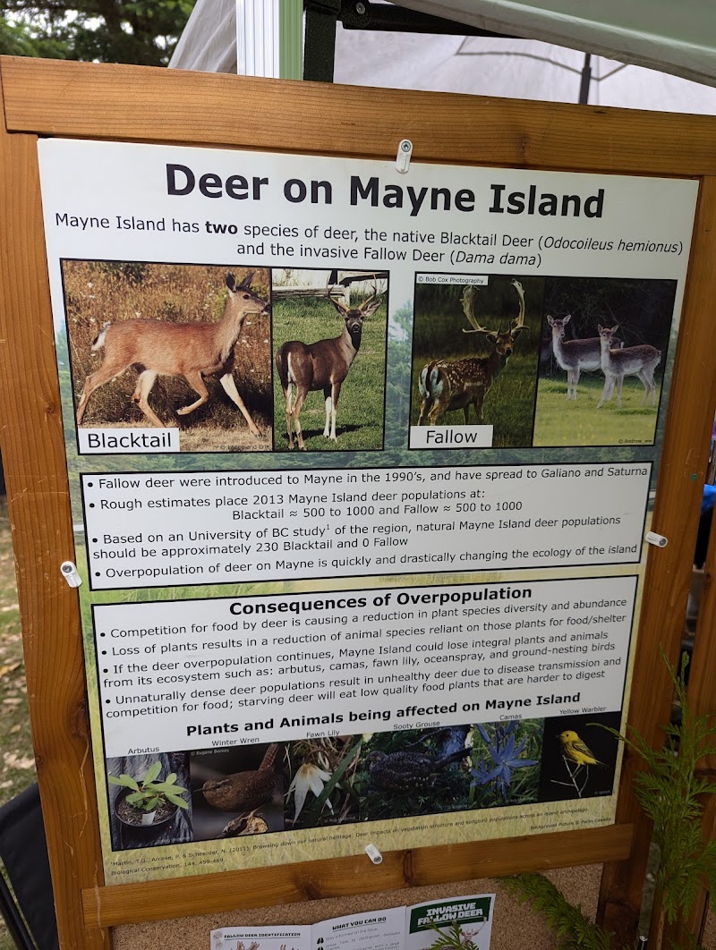 Mayne Island Farmers Market 2