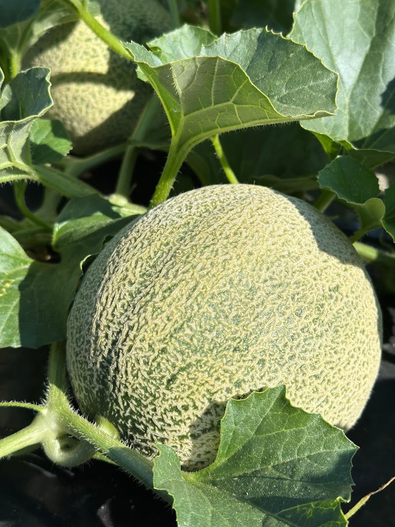 MERCADO FRESH FARMS 4