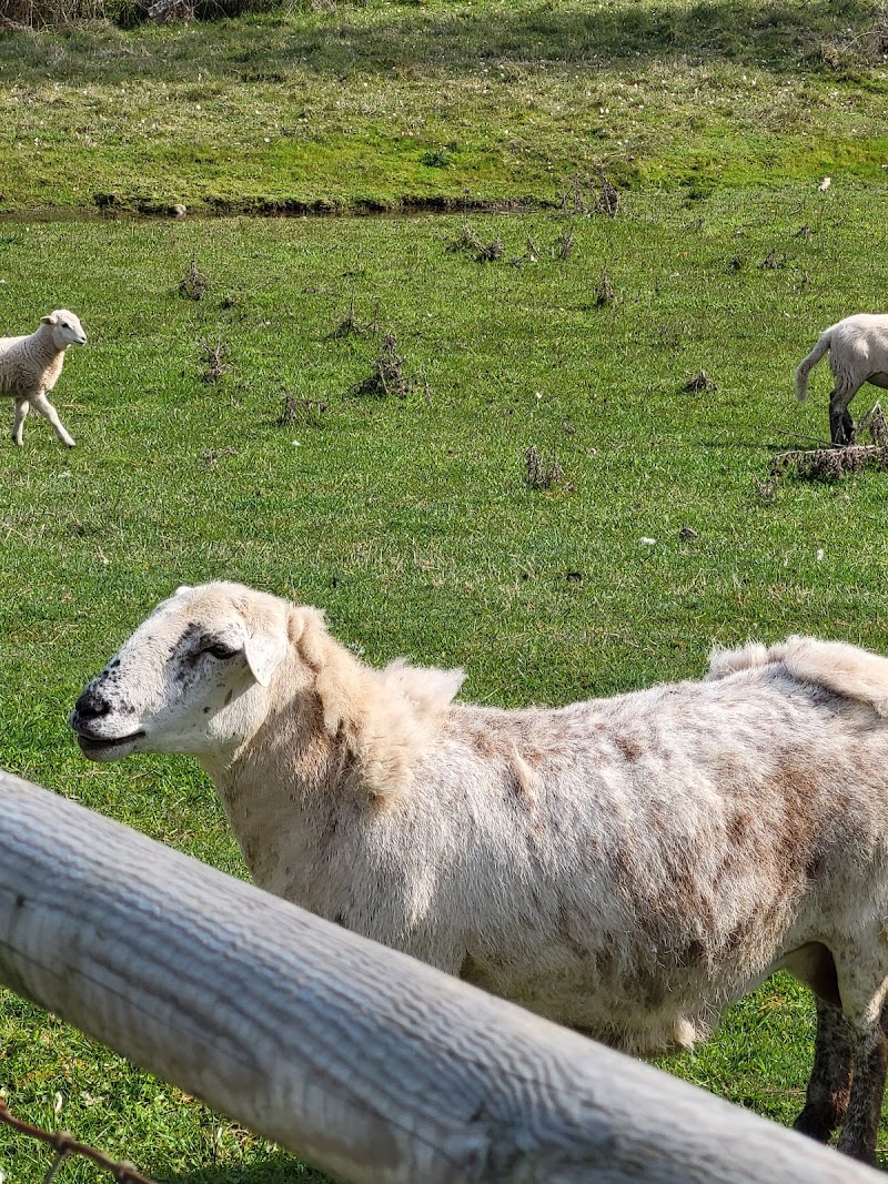 Morgan Creek Farm 4