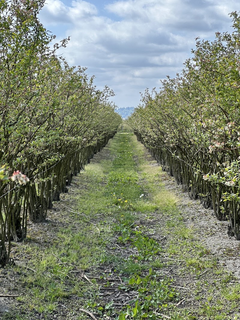 MSB Farm LTD 4