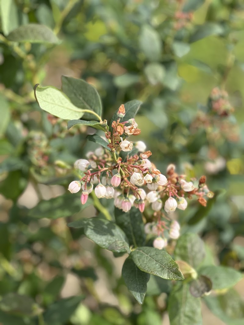 MSB Farm LTD 5