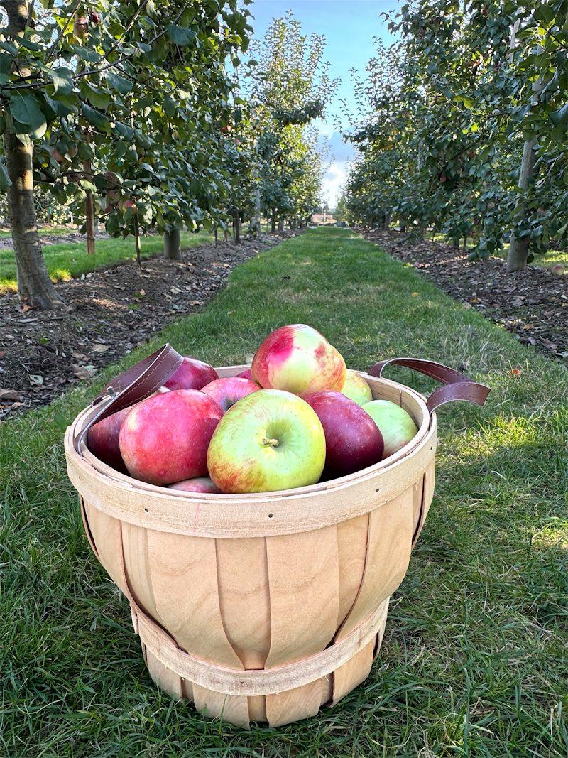 Murphy's Orchard 1