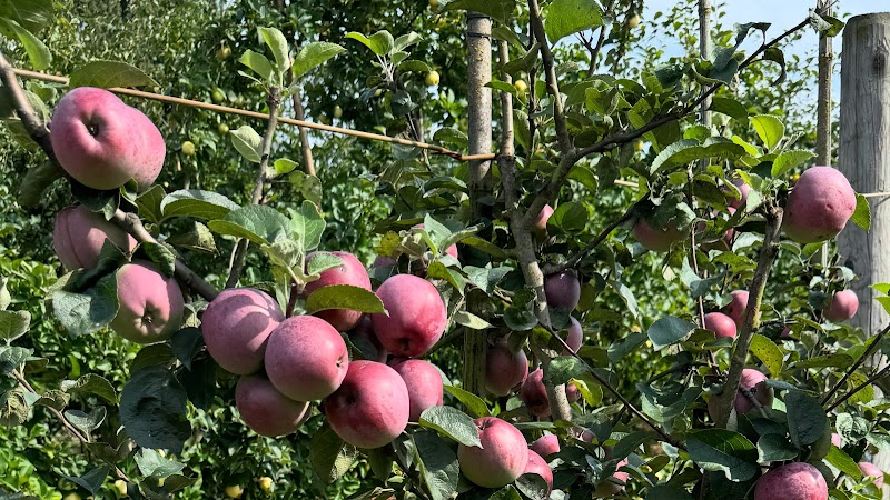 Murphy's Orchard 4
