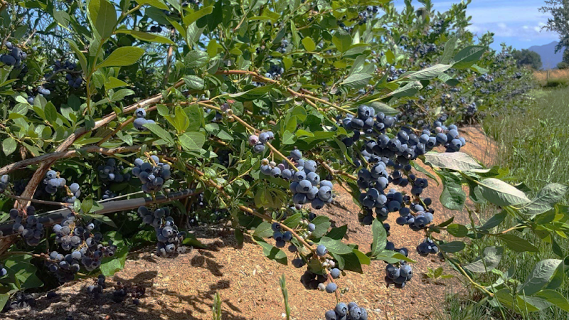 MyBlueberry U-Pick Blueberry Farm 1