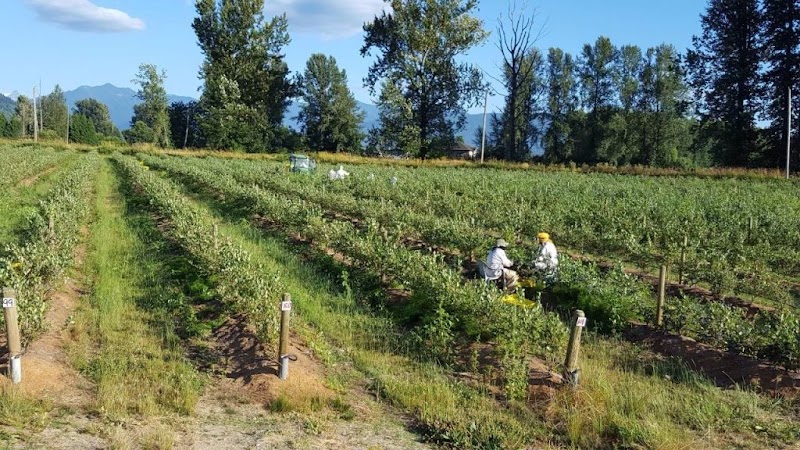 MyBlueberry U-Pick Blueberry Farm
