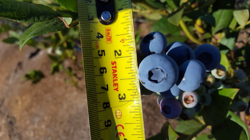 MyBlueberry U-Pick Blueberry Farm 3