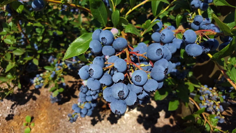 MyBlueberry U-Pick Blueberry Farm 4