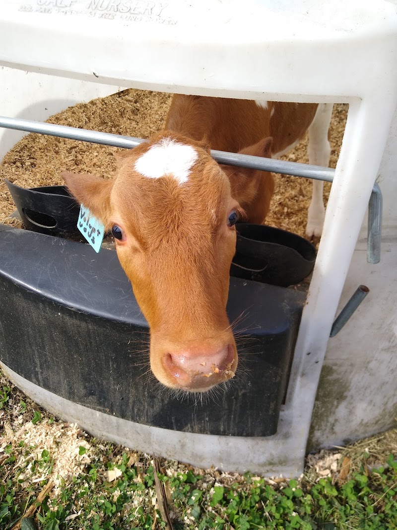 MyShan Dairy 5